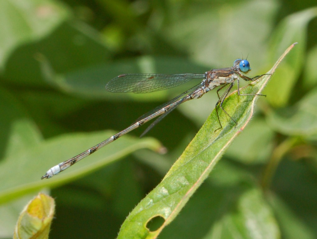 Odonata venuti da molto lontano